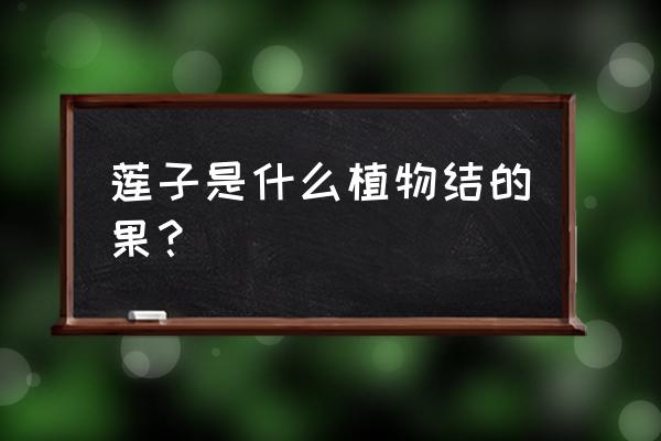 手工缝制莲子荷花制作教程 莲子是什么植物结的果？