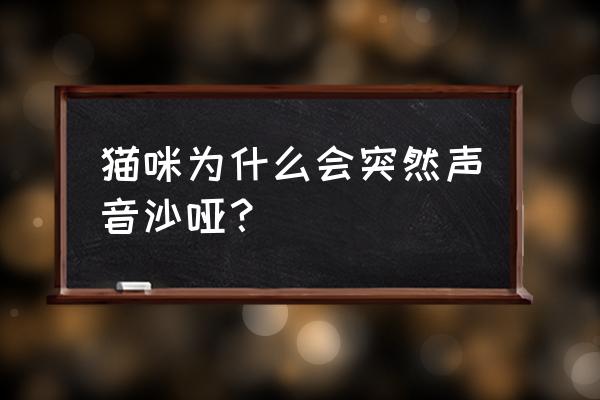 猫晚上无缘无故叫是怎么回事 猫咪为什么会突然声音沙哑？