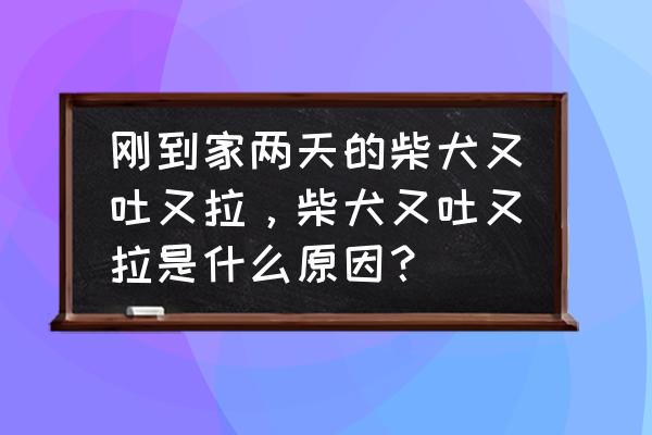 婴儿又拉又吐怎么解决 刚到家两天的柴犬又吐又拉，柴犬又吐又拉是什么原因？