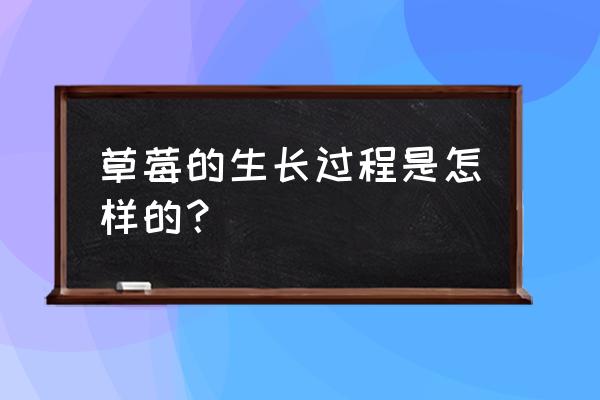 草莓生长的正确方法 草莓的生长过程是怎样的？