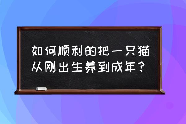 正确养猫咪方法 如何顺利的把一只猫从刚出生养到成年？