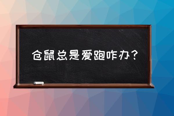 仓鼠半夜疯狂跑滚轮正常吗 仓鼠总是爱跑咋办？