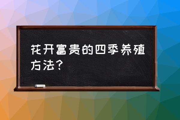 花开富贵教程 花开富贵的四季养殖方法？