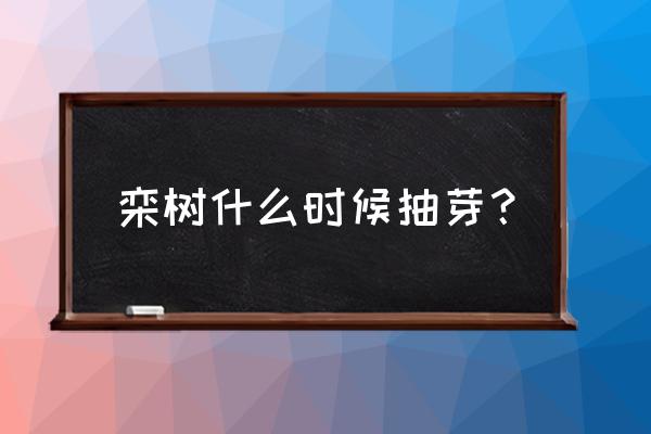 栾树种子怎么种植 栾树什么时候抽芽？