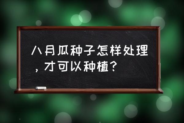 八月瓜每亩需投资多少 八月瓜种子怎样处理，才可以种植？