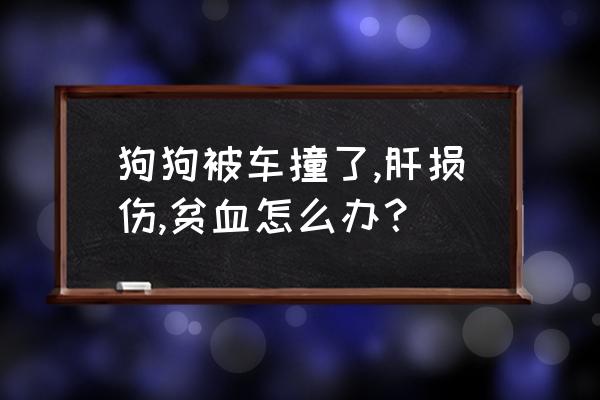 狗狗贫血吃什么食物补 狗狗被车撞了,肝损伤,贫血怎么办？