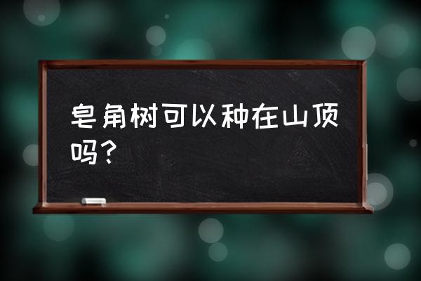 哪里买皂角树最好 皂角树可以种在山顶吗？