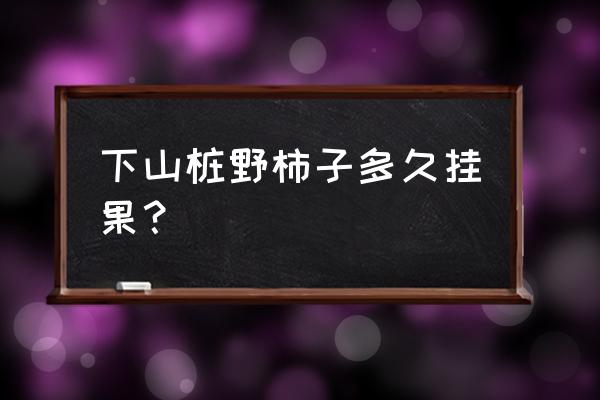 老鸦柿种植几年可以结果 下山桩野柿子多久挂果？