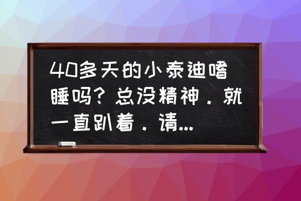 狗狗突然变得嗜睡精神不好 40多天的小泰迪嗜睡吗？总没精神。就一直趴着。请问这是怎么回事儿啊~急求？