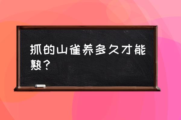 捕捉黄雀的最佳方法是什么 抓的山雀养多久才能熟？