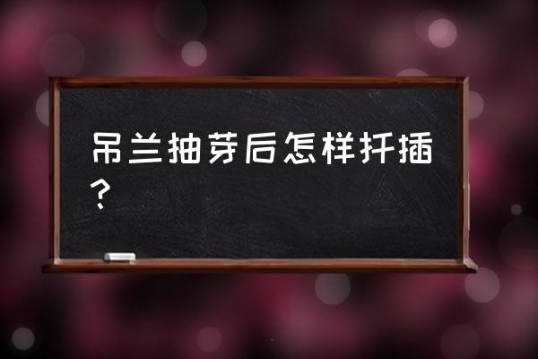 金鱼吊兰扦插的正确方法 吊兰抽芽后怎样扦插？