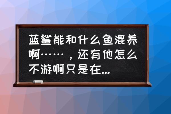 养蓝鲨需要注意什么 蓝鲨能和什么鱼混养啊……，还有他怎么不游啊只是在角里躲着？