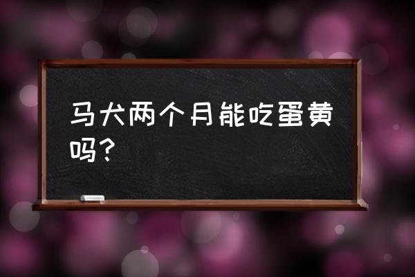 马犬幼犬两个月怎么喂养 马犬两个月能吃蛋黄吗？