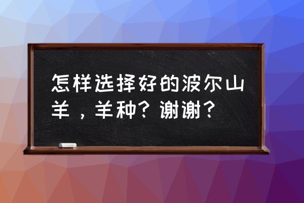 波尔山羊正确喂养方法 怎样选择好的波尔山羊，羊种？谢谢？