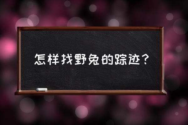 怎么找到小兔 怎样找野兔的踪迹？