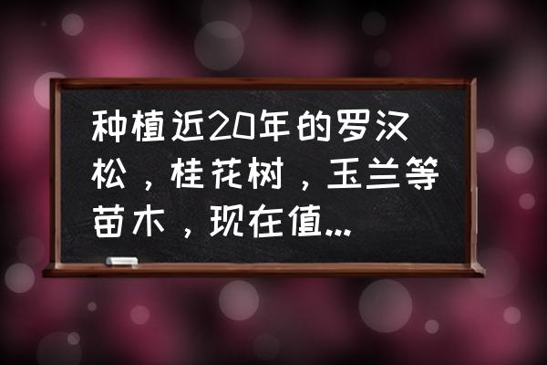 珍稀苗木广玉兰价格 种植近20年的罗汉松，桂花树，玉兰等苗木，现在值多少钱？