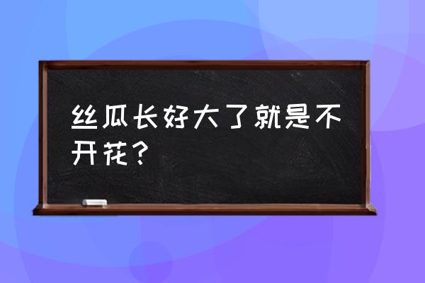 为什么丝瓜开花不结果 丝瓜长好大了就是不开花？