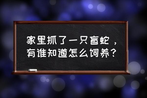 宠物蛇的饲养方法有哪些 家里抓了一只盲蛇，有谁知道怎么饲养？