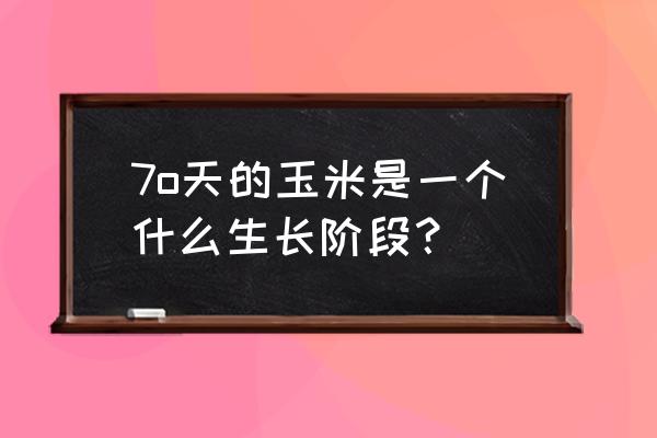 玉米生长过程讲解 7o天的玉米是一个什么生长阶段？