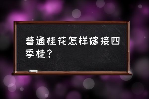 桂花最简单嫁接法 普通桂花怎样嫁接四季桂？