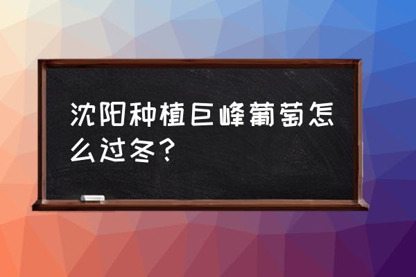 葡萄树死苗怎么分辨 沈阳种植巨峰葡萄怎么过冬？