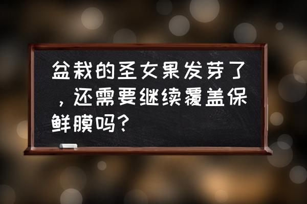 自制圣女果干怎么晒 盆栽的圣女果发芽了，还需要继续覆盖保鲜膜吗？