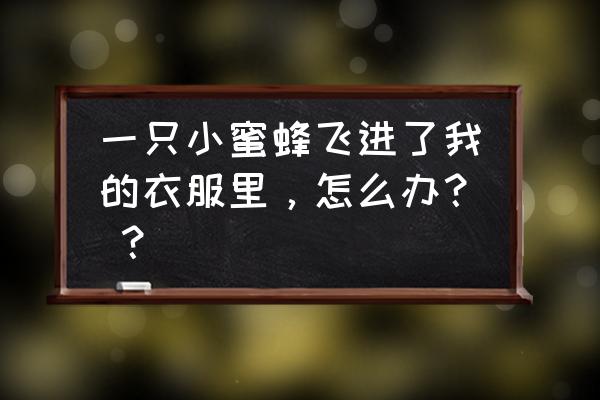 家里来蜜蜂被外人赶走了怎么办 一只小蜜蜂飞进了我的衣服里，怎么办？ ？