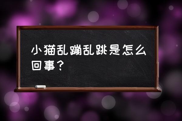 猫咪总是破坏家里的东西 小猫乱蹦乱跳是怎么回事？