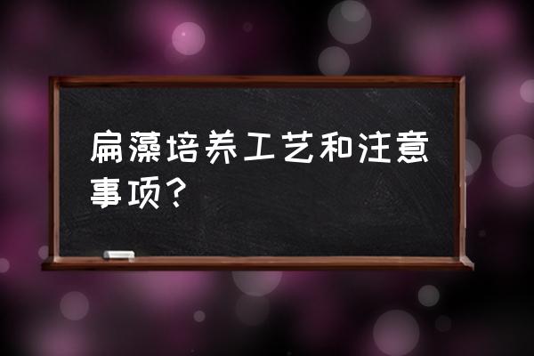 贝类的养殖方法和技巧 扁藻培养工艺和注意事项？