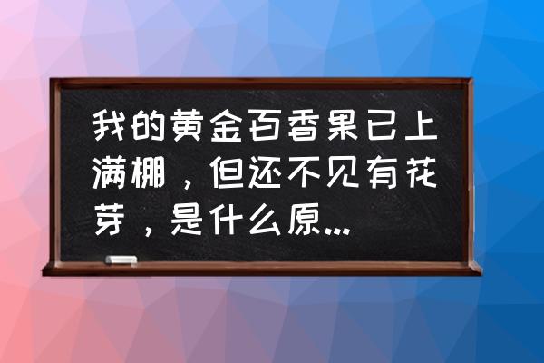 盆栽百香果种植如何长得快 我的黄金百香果已上满棚，但还不见有花芽，是什么原因？多谢？