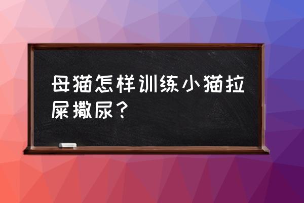 如何训练小猫上厕所 母猫怎样训练小猫拉屎撒尿？