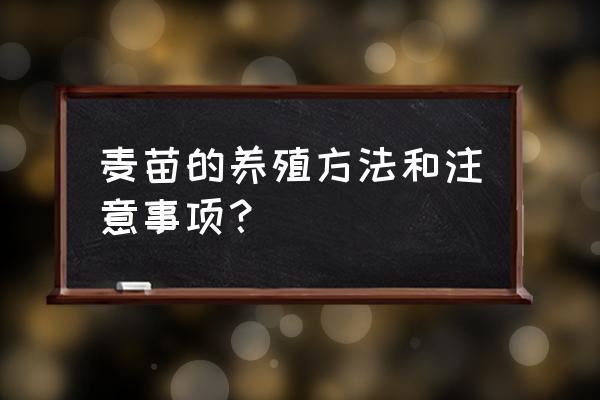 小麦盆栽种植方法 麦苗的养殖方法和注意事项？