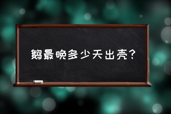 孵出小鹅怎么养才不死 鹅最晚多少天出壳？