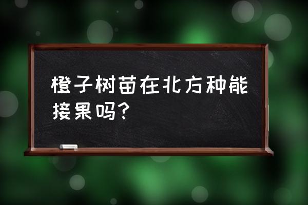 保护橙子攻略小游戏 橙子树苗在北方种能接果吗？