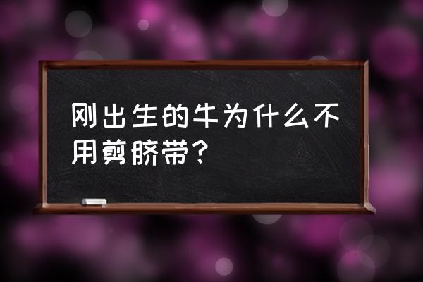 小牛电动车脏了怎么清洗 刚出生的牛为什么不用剪脐带？