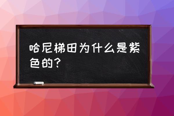 红河哈尼梯田世界文化遗产重点村 哈尼梯田为什么是紫色的？