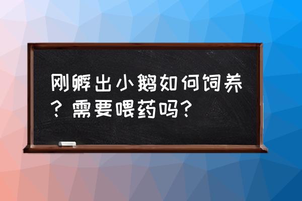 刚买回来的小鹅怎么喂养 刚孵出小鹅如何饲养？需要喂药吗？