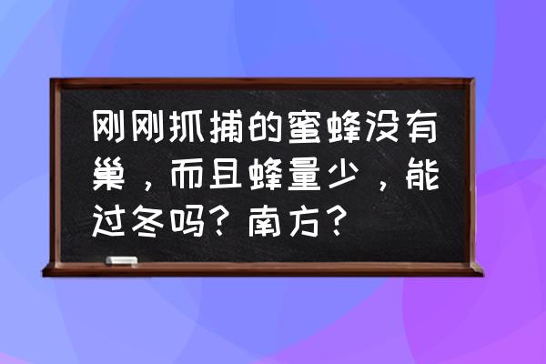 蜜蜂为什么冬天不能采油茶蜜 刚刚抓捕的蜜蜂没有巢，而且蜂量少，能过冬吗？南方？