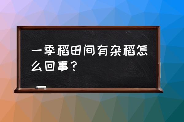 稻田里的杂稻用什么药除去 一季稻田间有杂稻怎么回事？