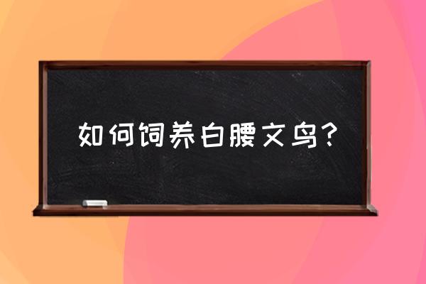 怎样驯养黄雀 如何饲养白腰文鸟？