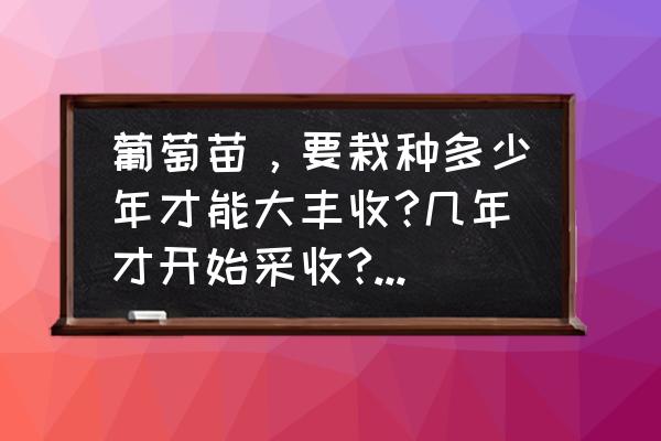 葡萄苗最佳种植时间 葡萄苗，要栽种多少年才能大丰收?几年才开始采收?到大丰收要几年? 还有其他技术要求吗？