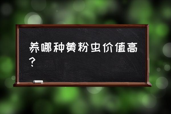 黄粉虫正确繁殖方法 养哪种黄粉虫价值高？