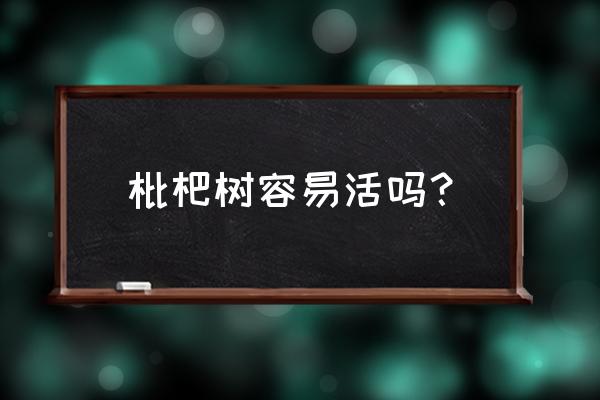 大型枇杷树移栽方法 枇杷树容易活吗？