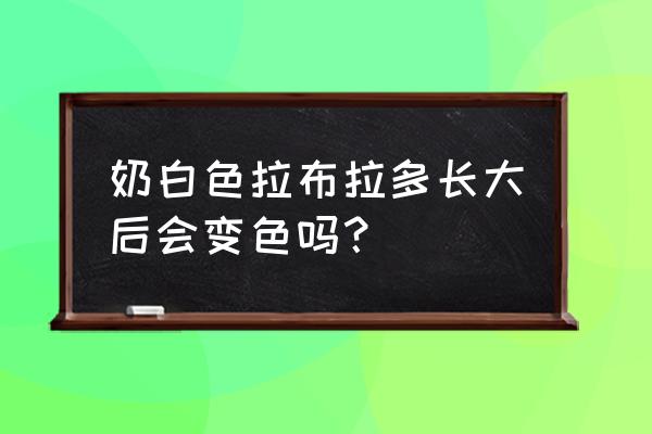 拉布拉多每个阶段的性格 奶白色拉布拉多长大后会变色吗？