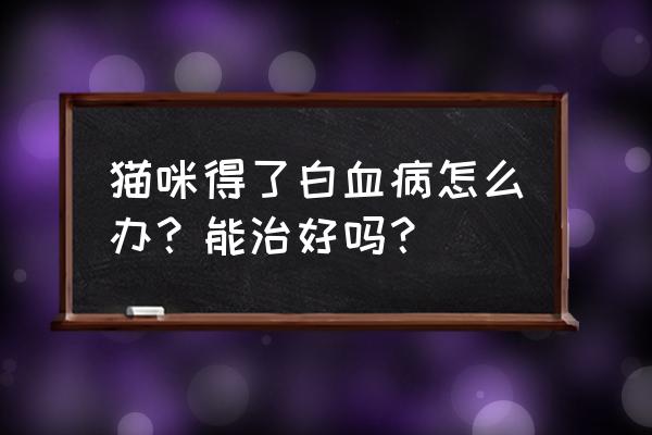 猫咪容易产生哪些疾病 猫咪得了白血病怎么办？能治好吗？