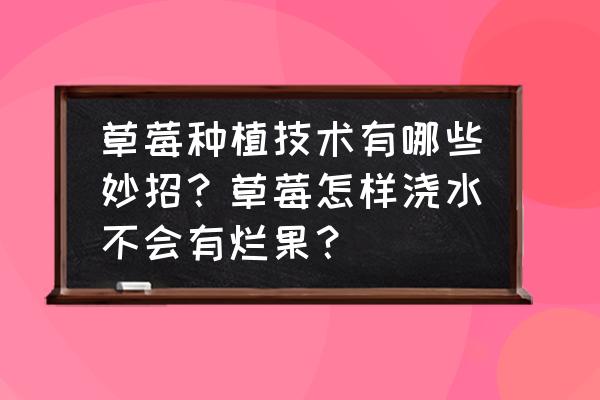 种草莓过程 草莓种植技术有哪些妙招？草莓怎样浇水不会有烂果？