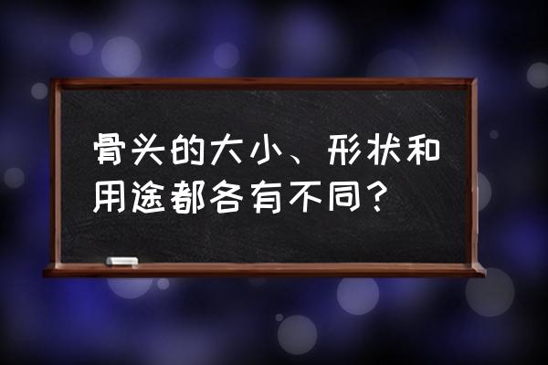 骨宽的正确读音 骨头的大小、形状和用途都各有不同？