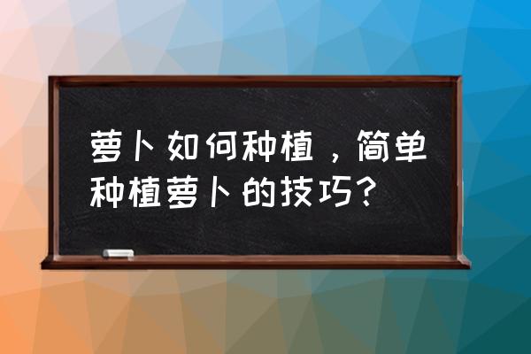 炎热的夏天如何种萝卜 萝卜如何种植，简单种植萝卜的技巧？