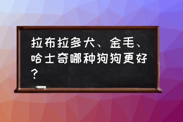 怎样介绍一种动物小狗 拉布拉多犬、金毛、哈士奇哪种狗狗更好？