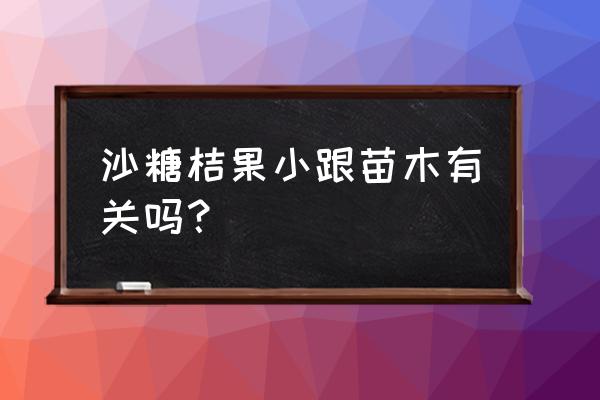 砂糖桔苗生长如何施肥 沙糖桔果小跟苗木有关吗？